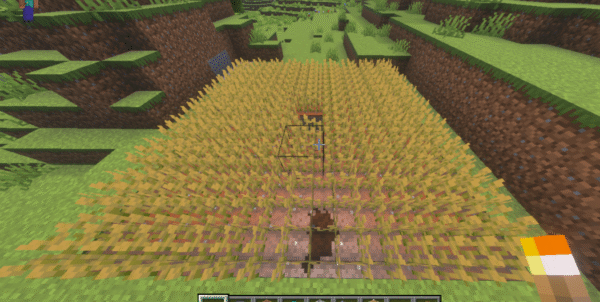 小麦が成長した畑